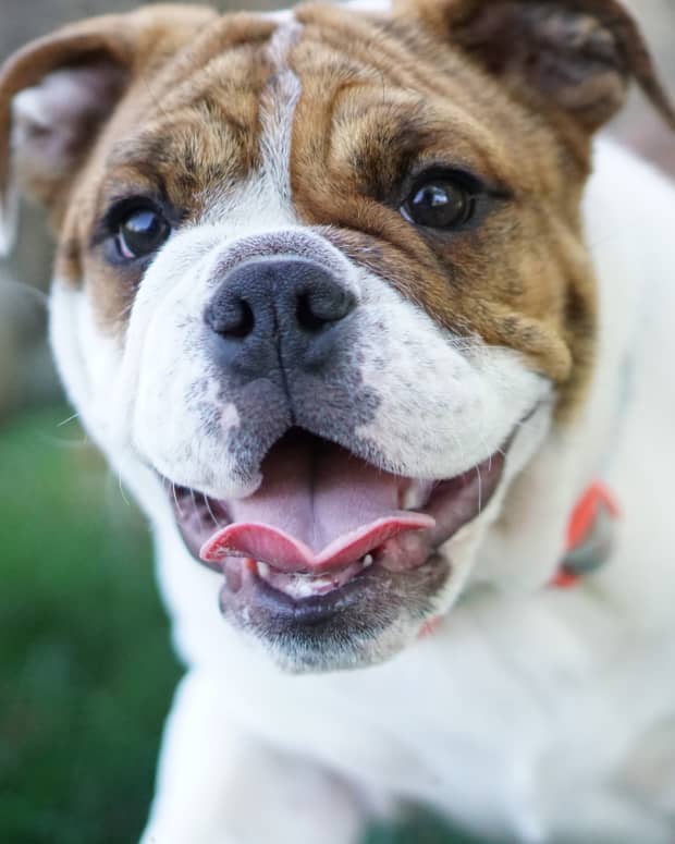 a-guide-to-the-different-types-of-bulldogs