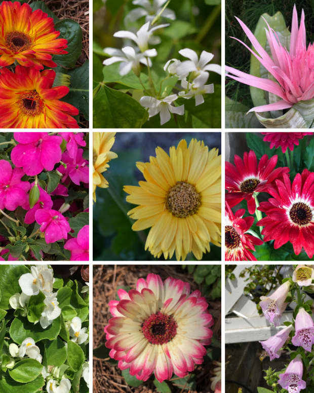 8 Awesome Heat and Drought-Tolerant Annual Flowers and Plants - Dengarden