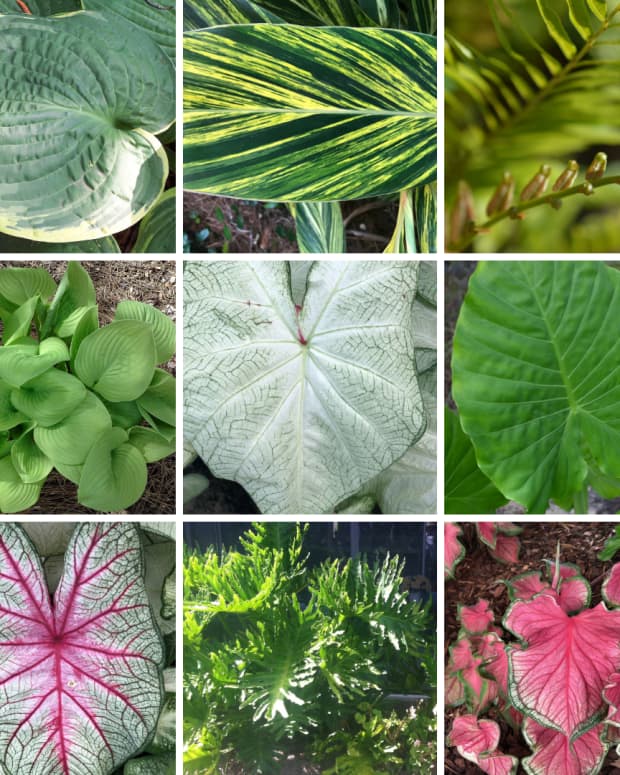 10 Perennial Groundcover Plants for Sun or Shade - Dengarden