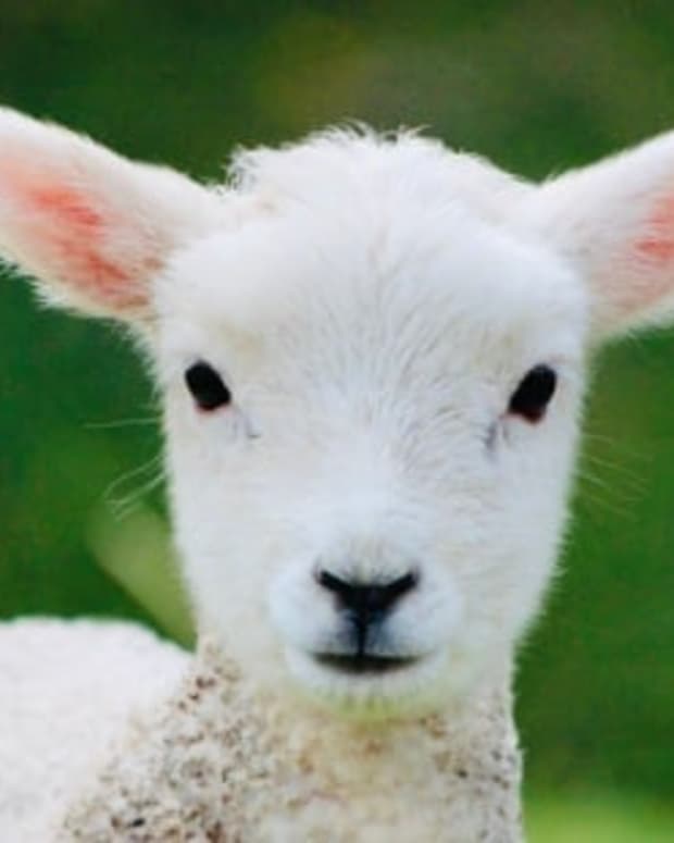 of-innocence-and-intellect