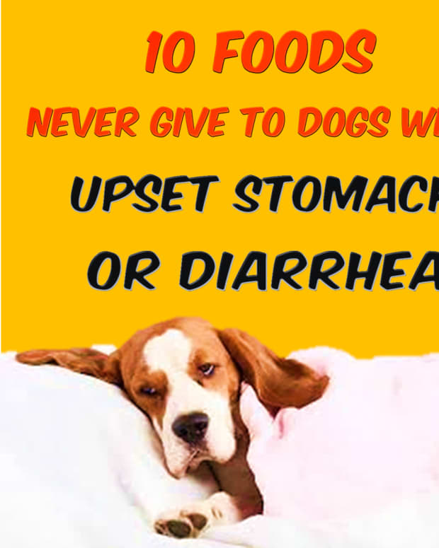 10-human-foods-dangerous-if-dog-is-suffering-from-digestive-problems-diarrhea