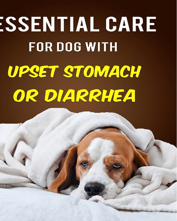 10-care-and-precautions-for-dog-with-upset-stomach-diarrhea