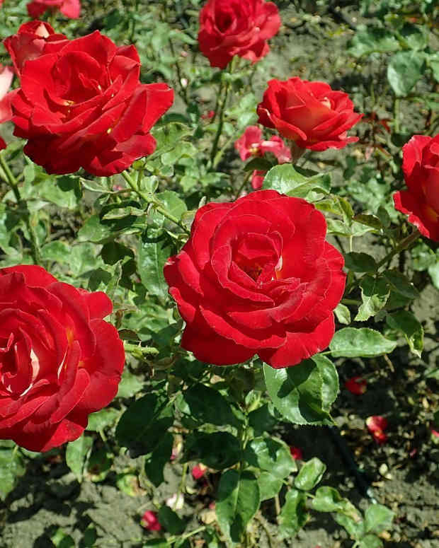best-tea-roses-for-your-garden