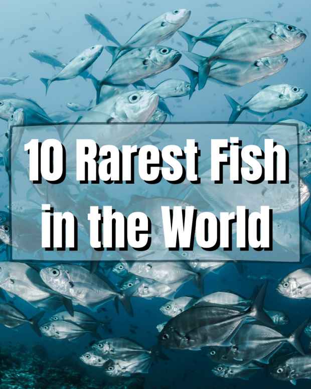 10-rarest-fish-in-the-world
