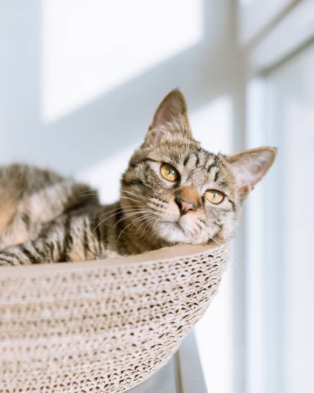 A tabby cat reclining in a cat bed near a sunny window