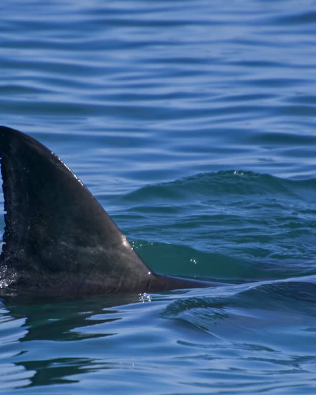 Dorsal fin of a great white shark poking out of the water