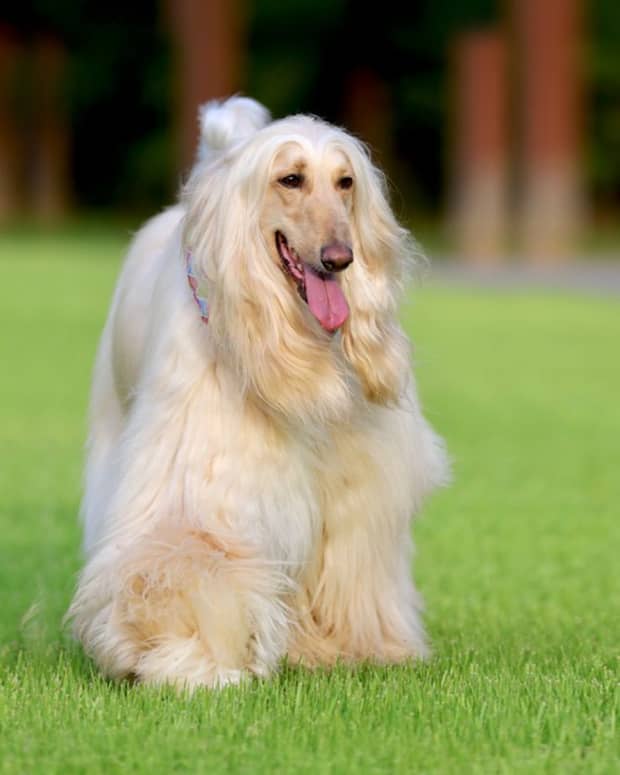 11-cutest-large-and-fluffy-dog-breeds