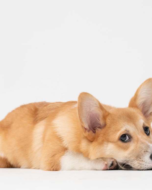 How Long Does Dog Parvo Last in Your Home or Yard? PetHelpful