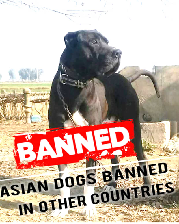 are asian mastiff legal in the us