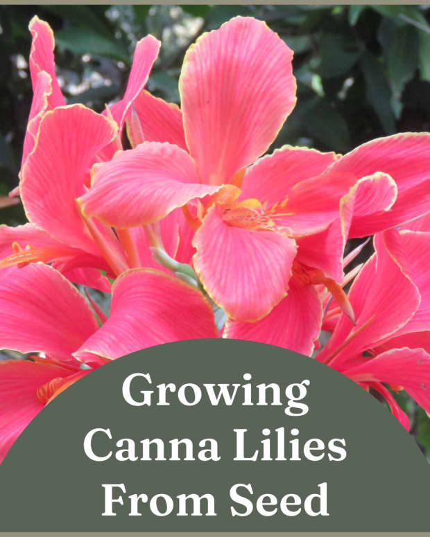 how-to-grow-canna-lilies-from-seed