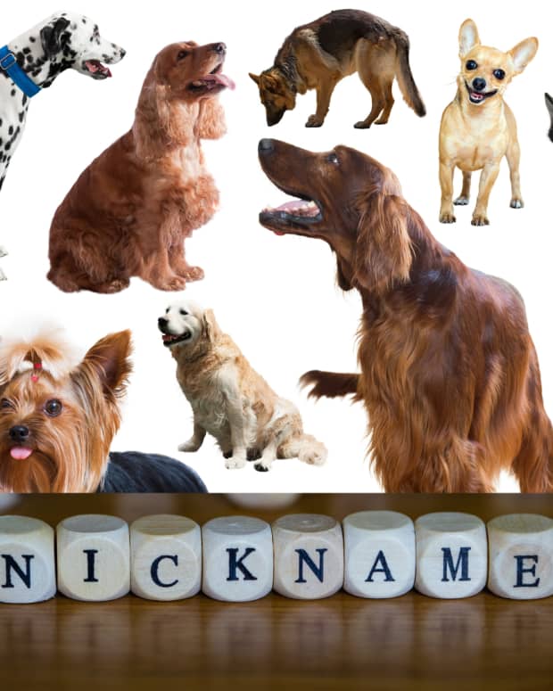 discovering-dog-breed-nicknames-and-their-meanings