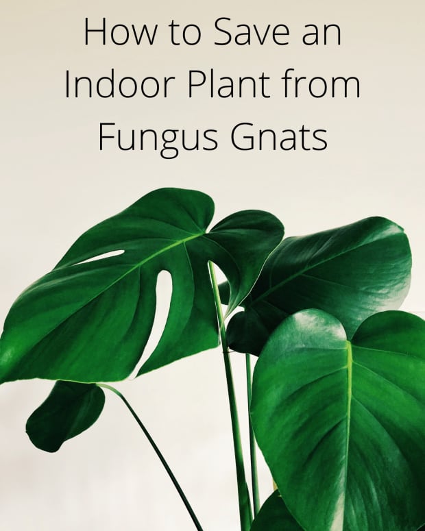 how-to-save-an-indoor-plant-from-fungus-gnats