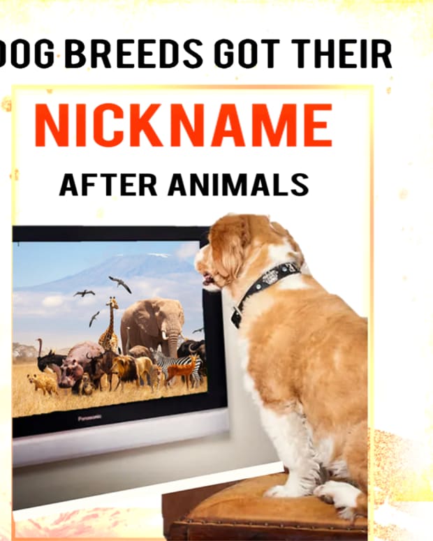 7-dog-breeds-named-after-other-animals