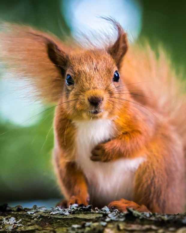 what-does-a-pregnant-squirrel-look-like