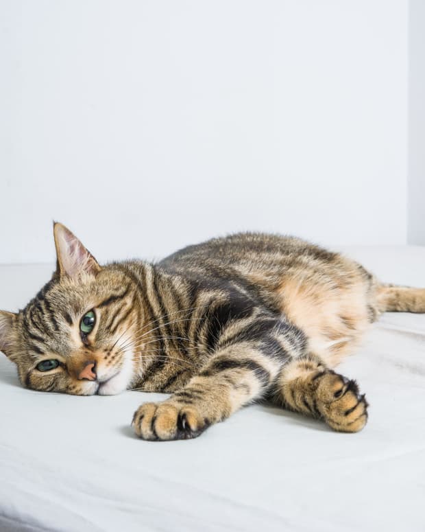 what-causes-kidney-failure-in-cats-and-how-to-avoid-it