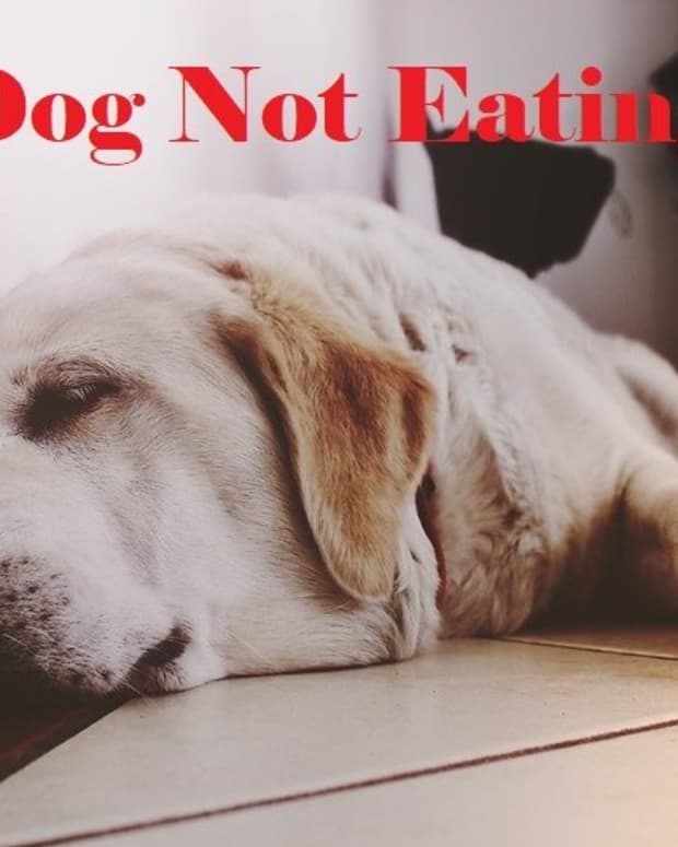 anorexia-in-dogs-causes-and-treatments
