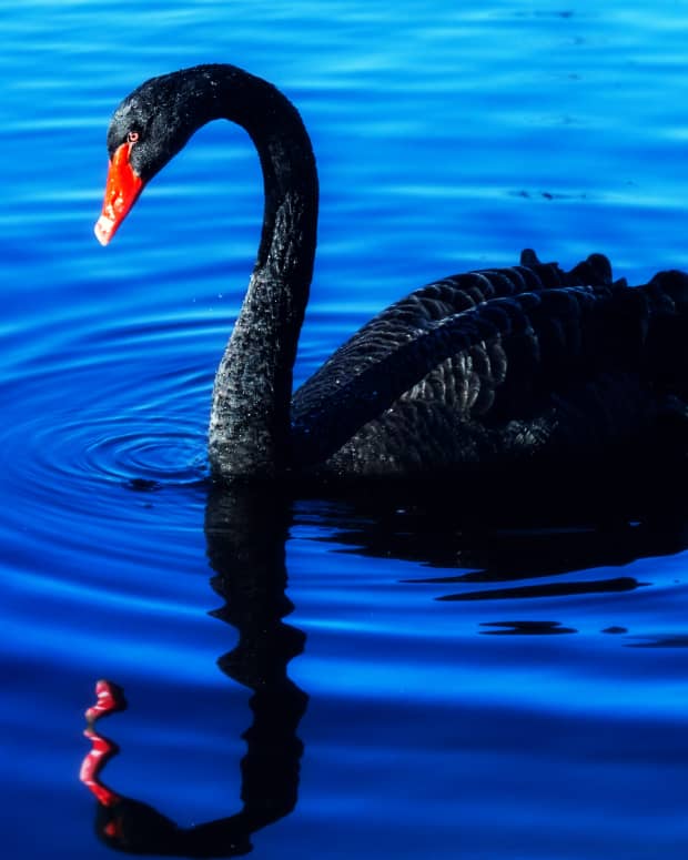 jungian-elements-in-the-black-swan