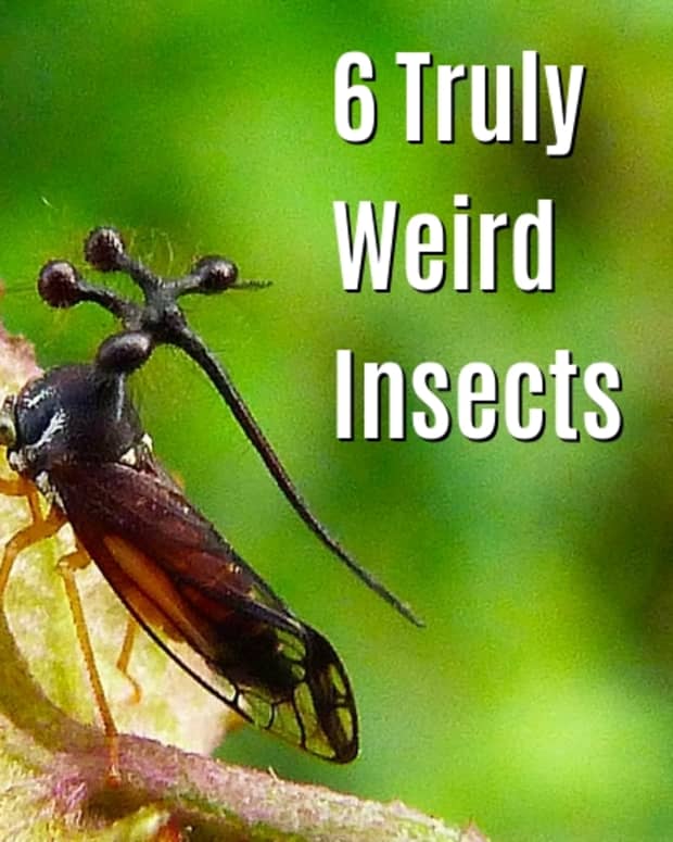 6-weird-looking-insects