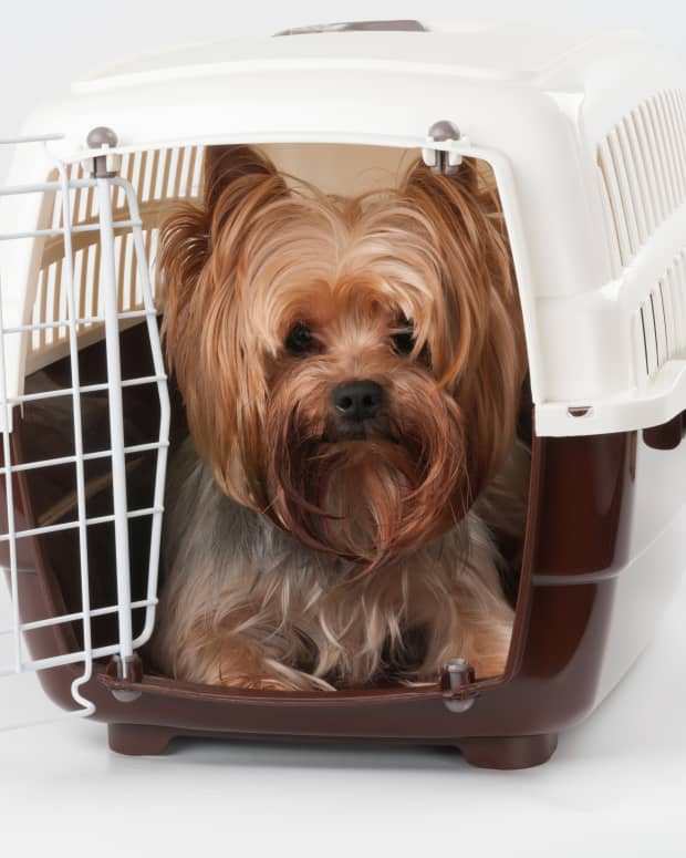 Yorkshire Terrier in a travel carrier