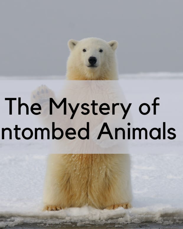 the-mystery-of-entombed-animals