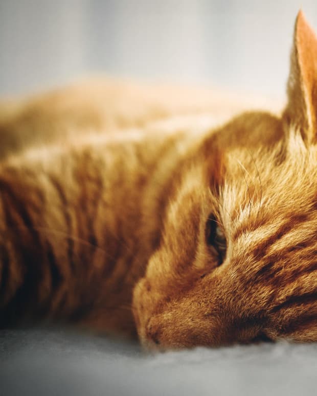 signs-and-stages-of-kidney-failure-in-cats-and-what-to-do