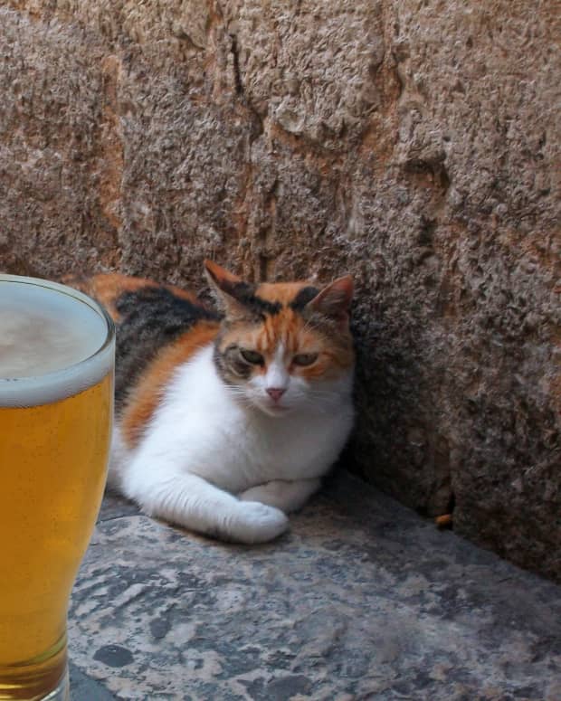 A glass of beer in the foreground with a cat resting behind it