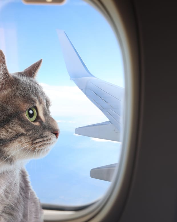 A cat looks out of a plane window
