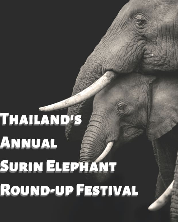 thailands-annual-surin-elephant-round-up