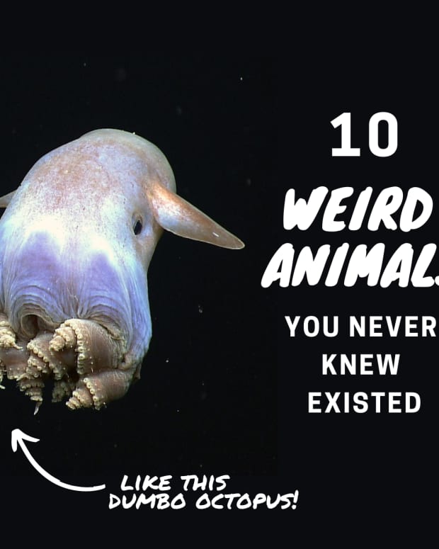 10-interesting-animal-species-you-probably-havent-heard-of