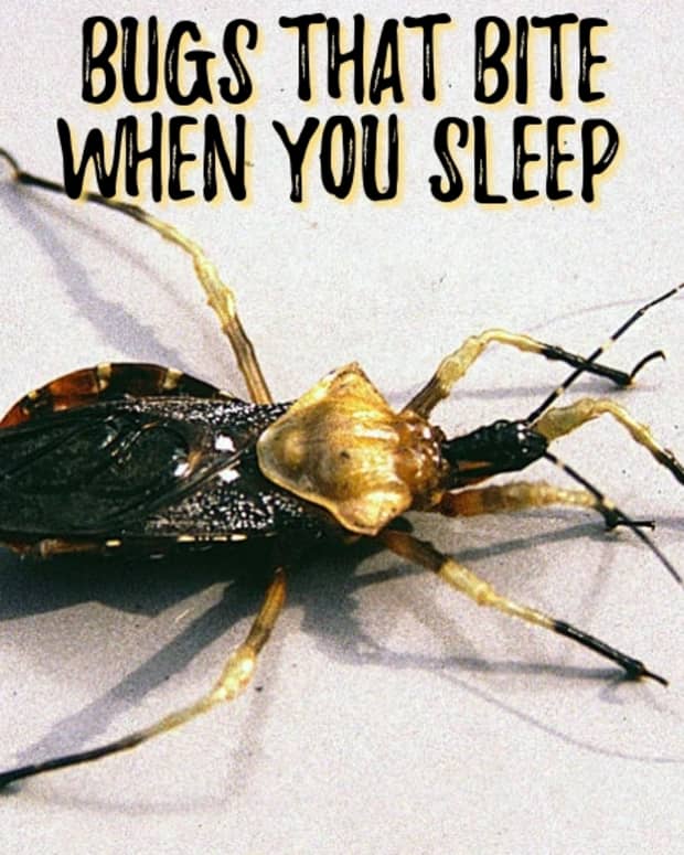 6-bugs-that-bite-while-you-sleep