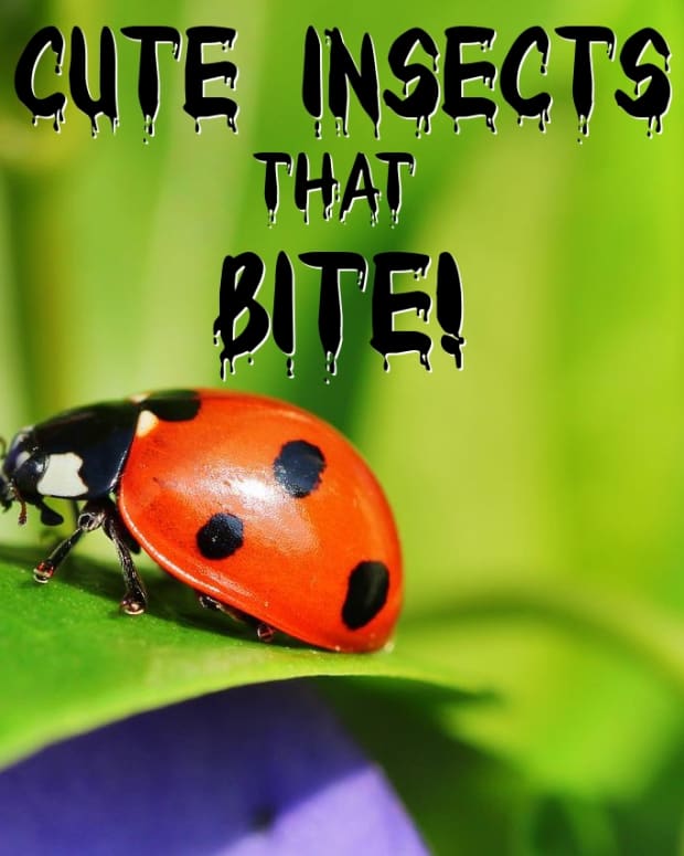 6-cute-insects-that-bite