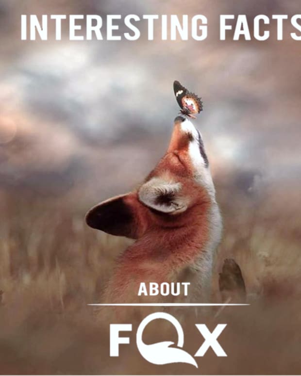 10-amazing-facts-about-foxes