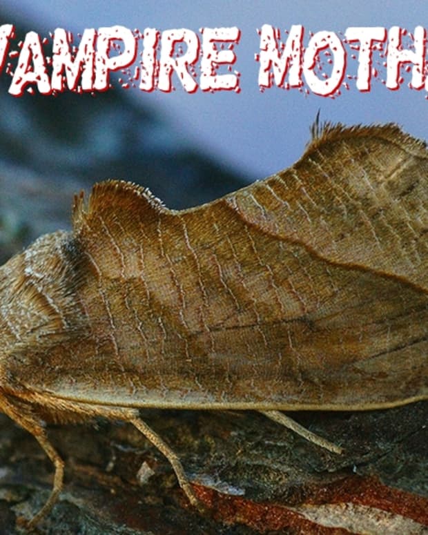 moths-that-drink-blood