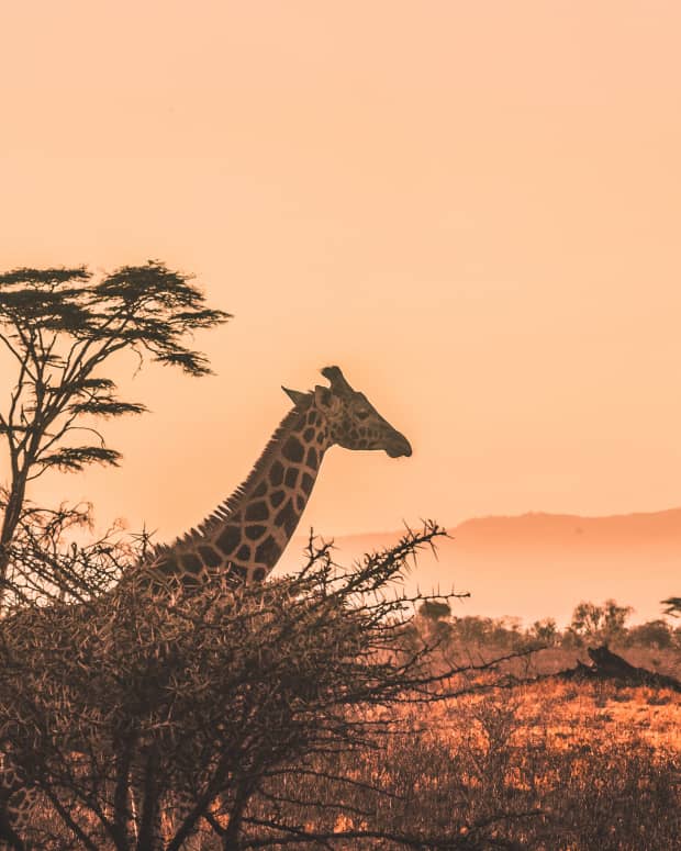 Shot of a giraffe on the Serengeti