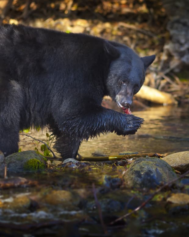 Black bear fishing for salmon in Lake Tahoe