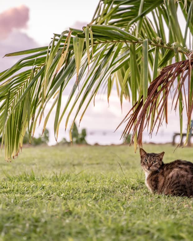 Cat relaxing under a palm tree in Honolulu, Hawai'i
