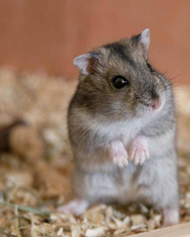 ringworm-pills-hamster