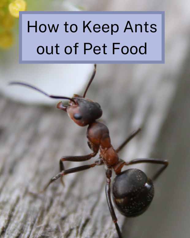 how-to-keep-ants-out-of-pet-food