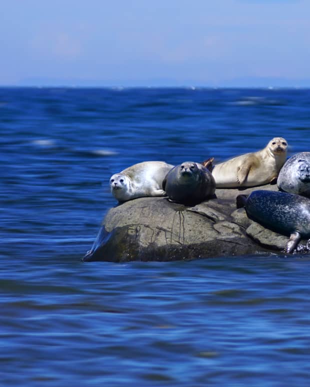 Seals sunning on a rock in the St. Lawrence River, Canada