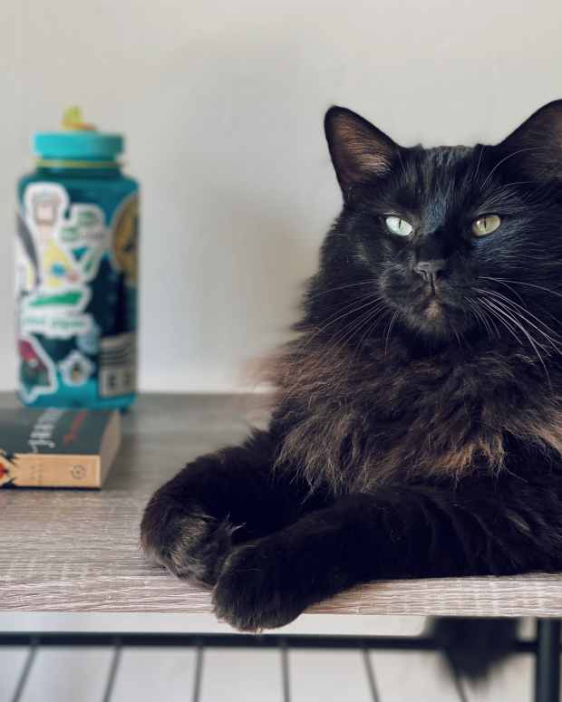 cat-urinary-tract-infection-home-remedies