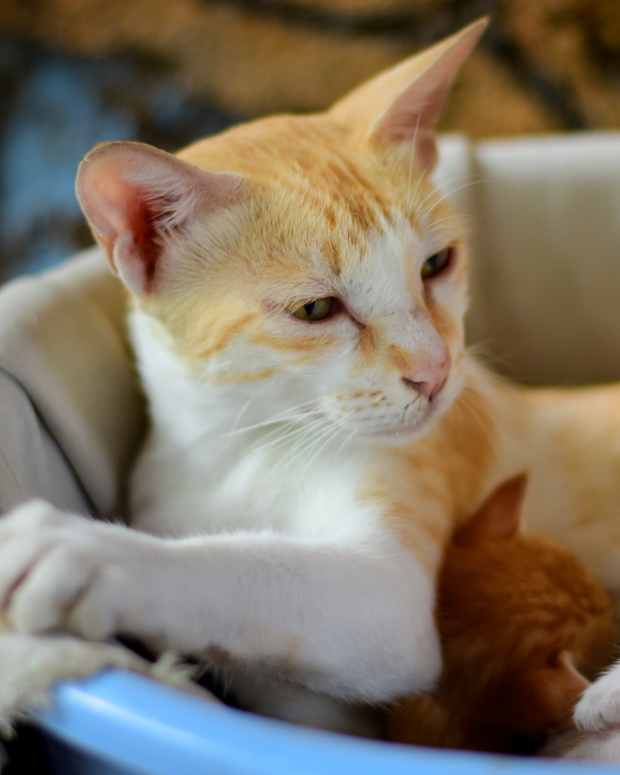 cat-aggression-after-pregnancy