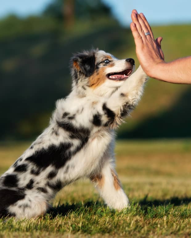 Australian Shepherd puppy giving its owner a high-five