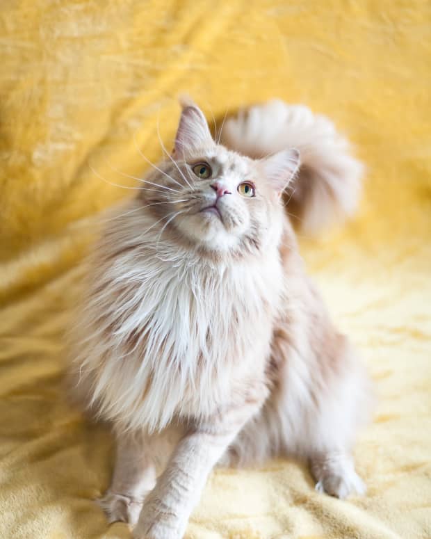 all-about-the-maine-coon-cat-the-gentle-giant