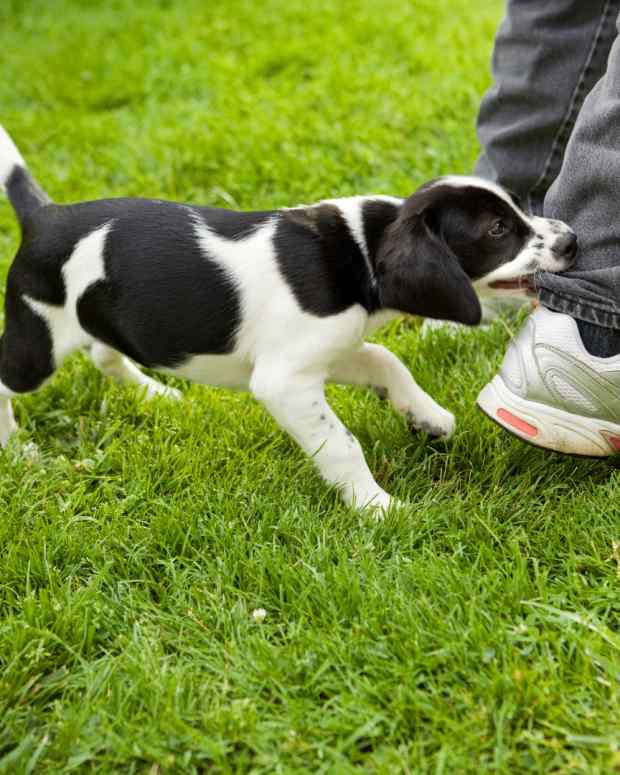 Why Do Dogs Run Around Like Crazy After A Bath