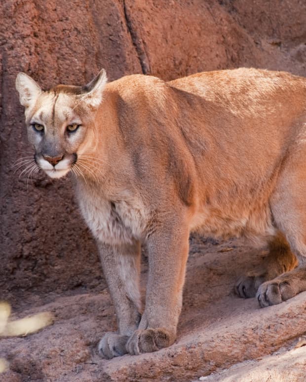 A mountain lion standing among red rocks
