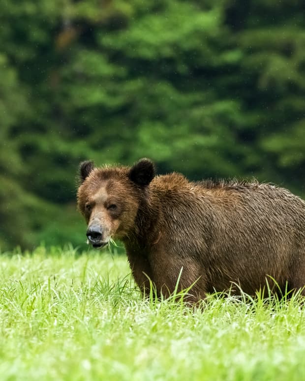 A grizzly bear in the grass