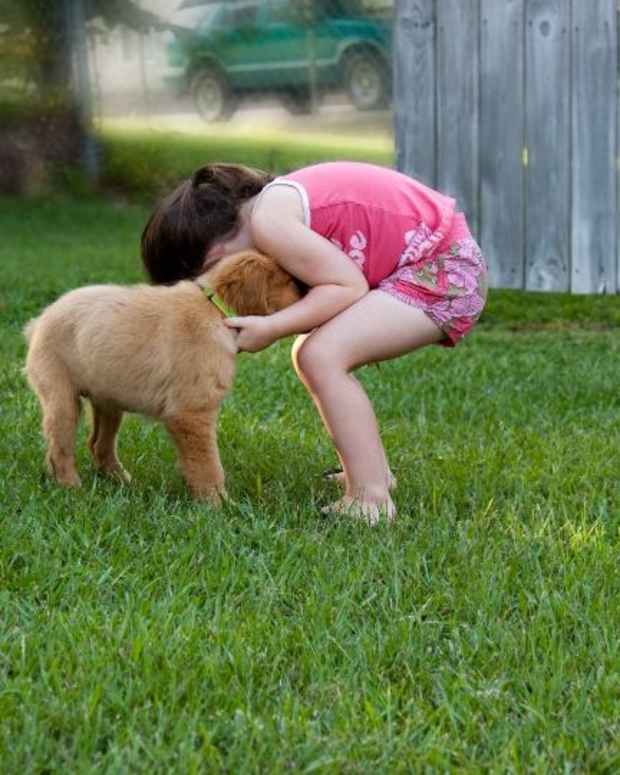 5 Medical Causes of Aggressive Behaviors in Dogs PetHelpful