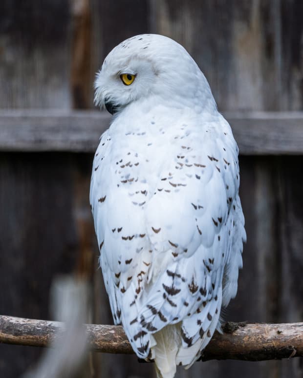 how-to-help-save-the-snowy-owl-in-your-backyard