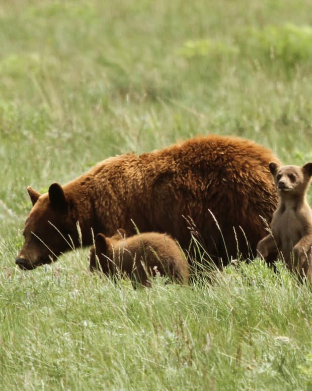 Mama bear with cubs in Glacier National Park
