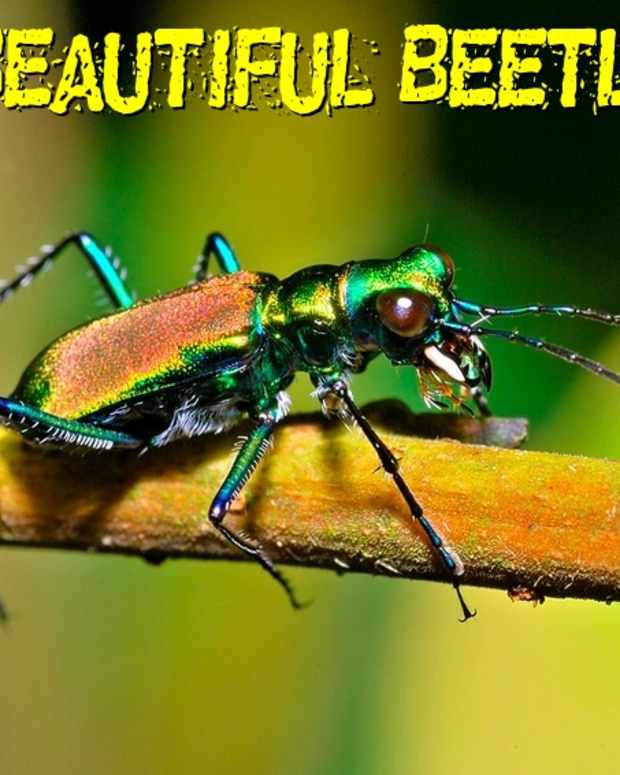 6-beautiful-beetles